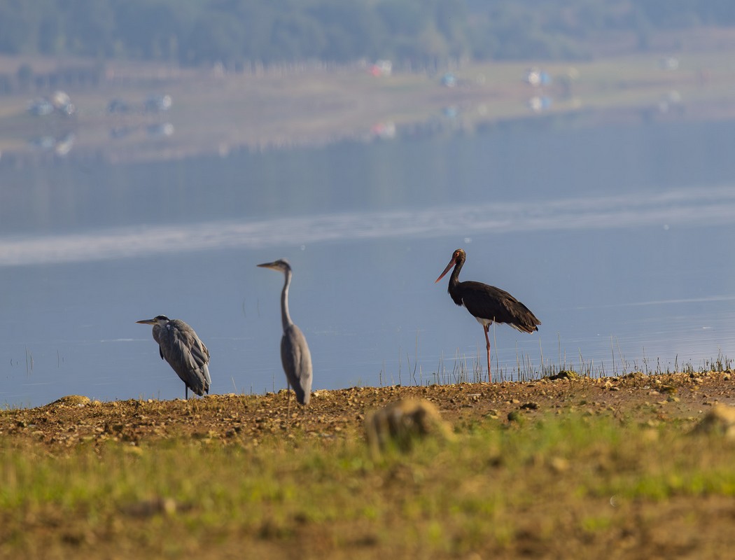 Black Stork