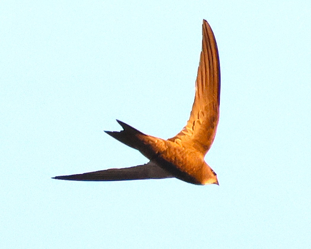 Pallid Swift