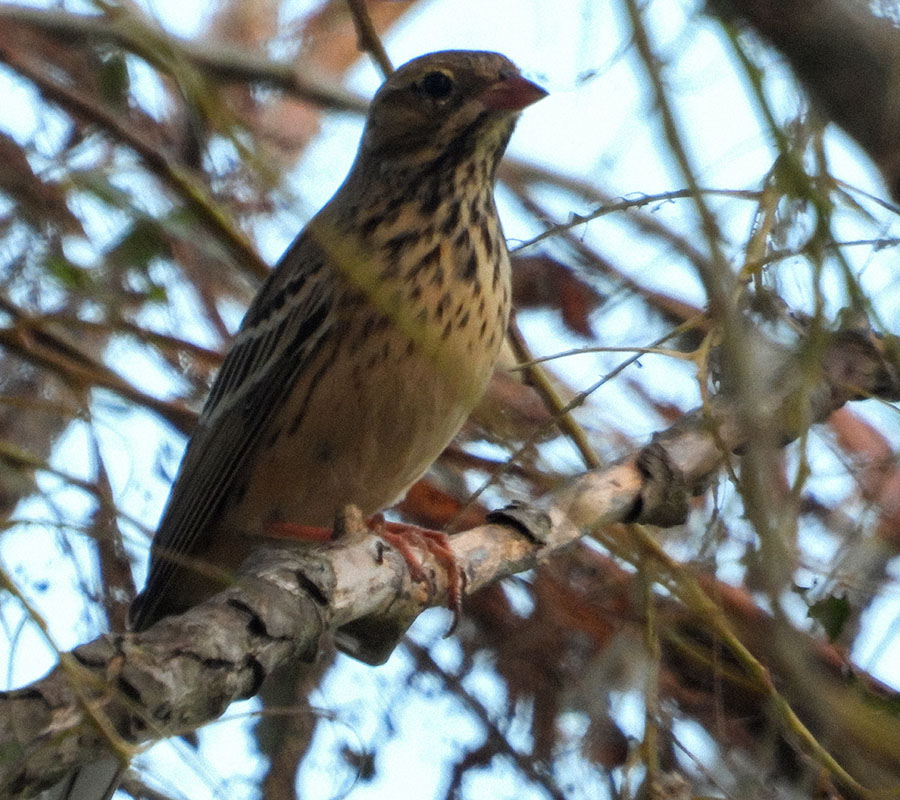 Ortolan Bunting