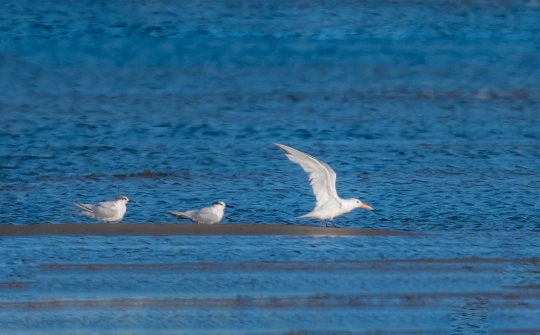 West African Crested Tern