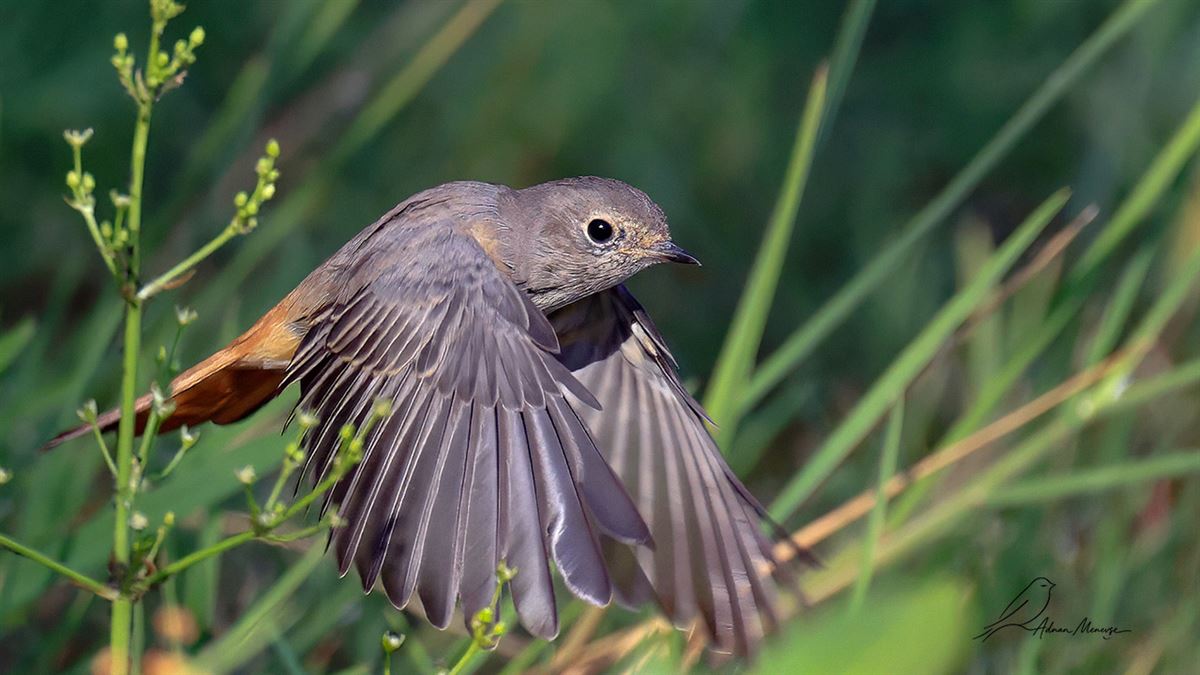 Kara Kızılkuyruk