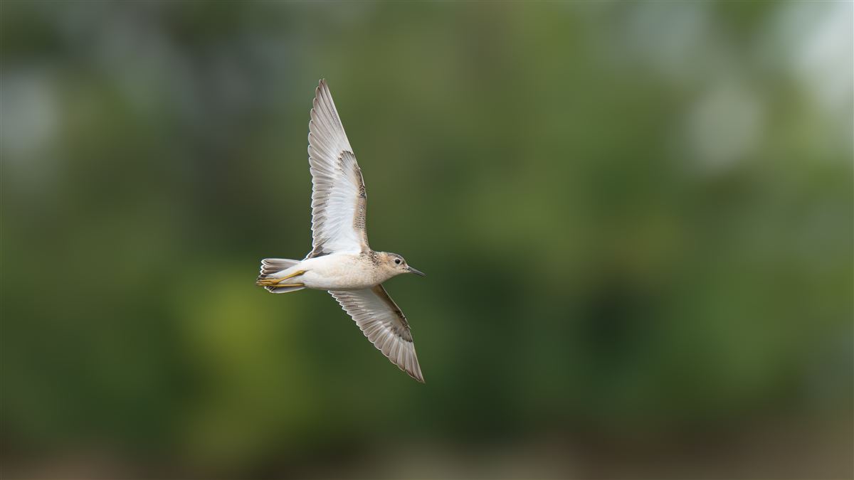Buff-breasted Sandpiper