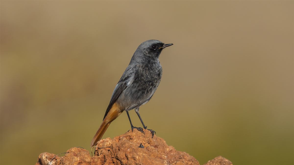 Black Redstart