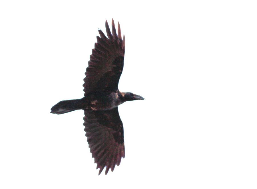 Northern Raven