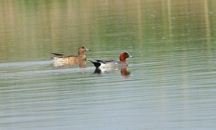 Eurasian Wigeon
