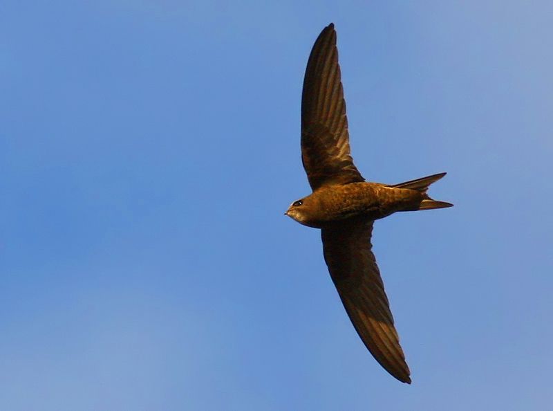 Pallid Swift