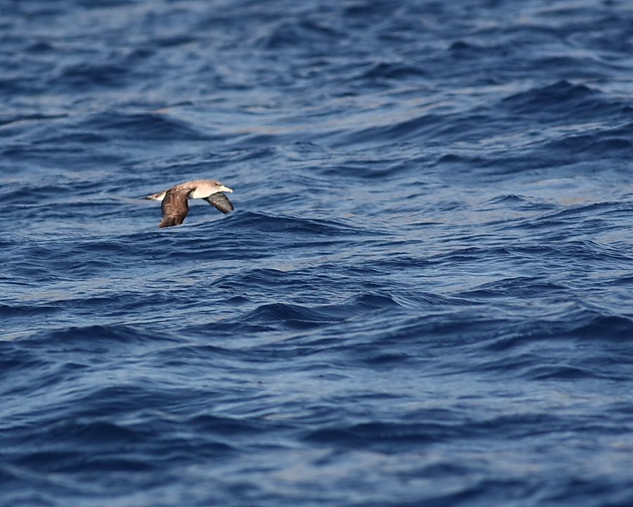 Scopoli`s Shearwater