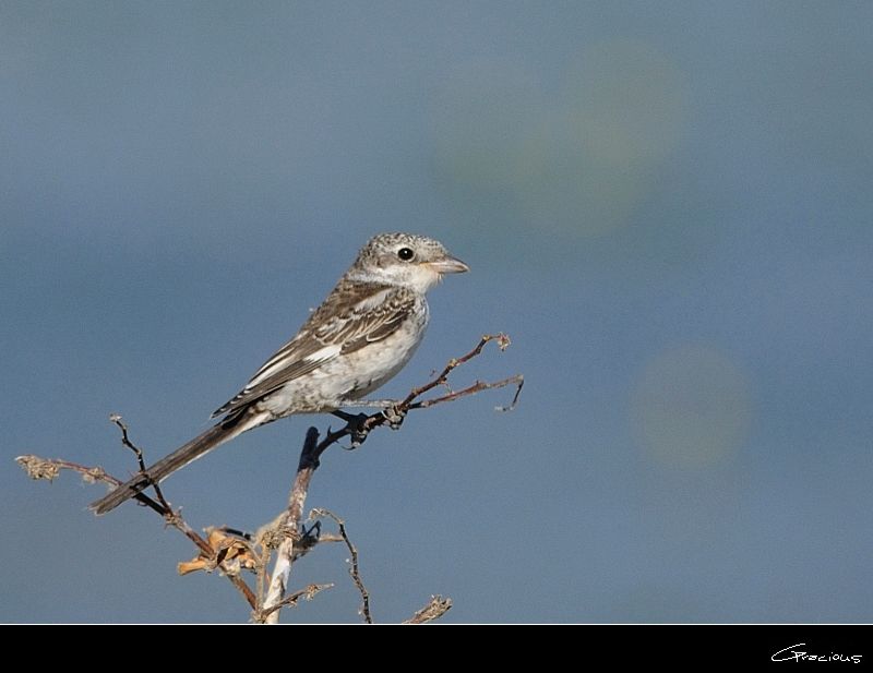 Masked Shrike