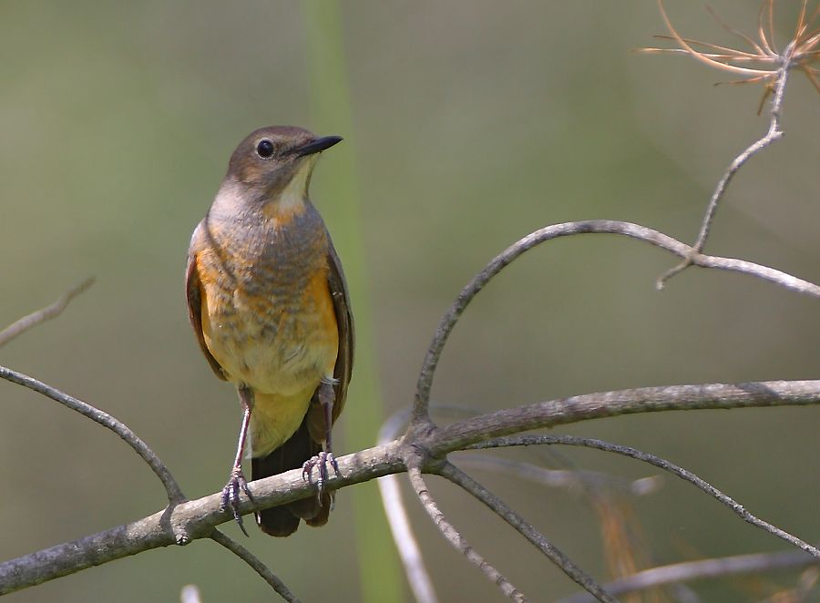 White-throated Robin