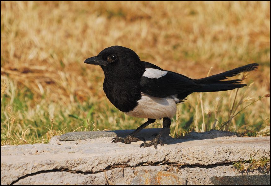 Eurasian Magpie