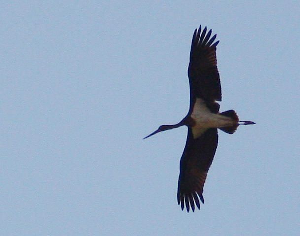 Black Stork
