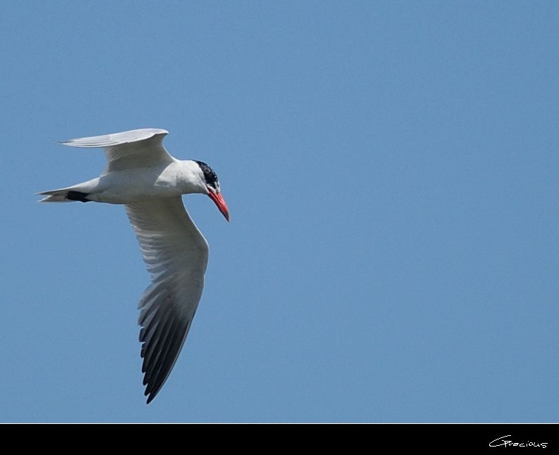 Caspian Tern