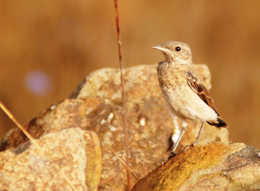 Northern Wheatear
