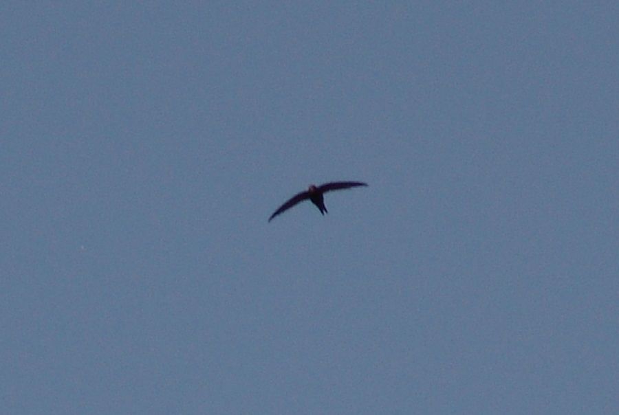 Common Swift