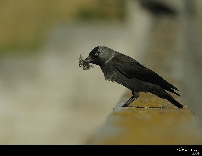 Western Jackdaw