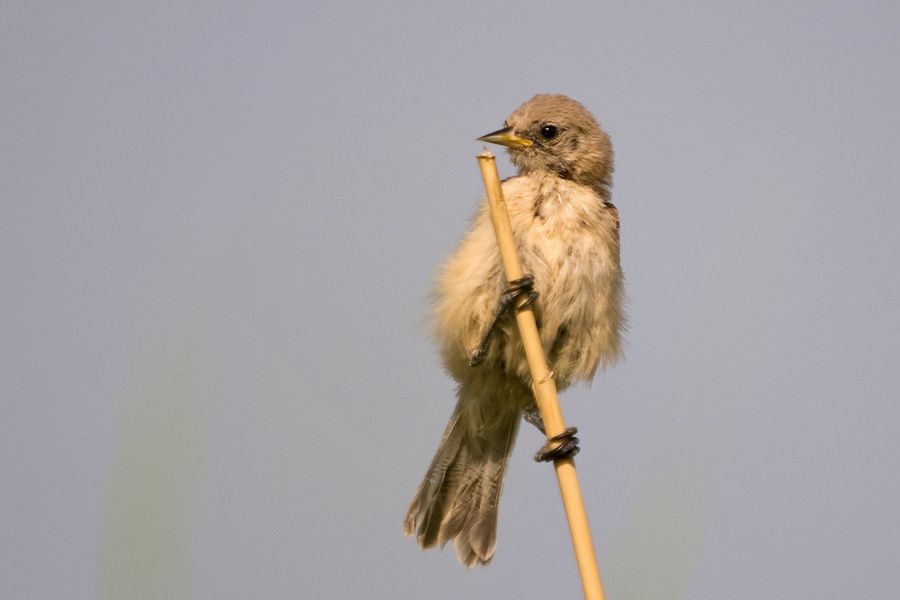 Eurasian Penduline Tit