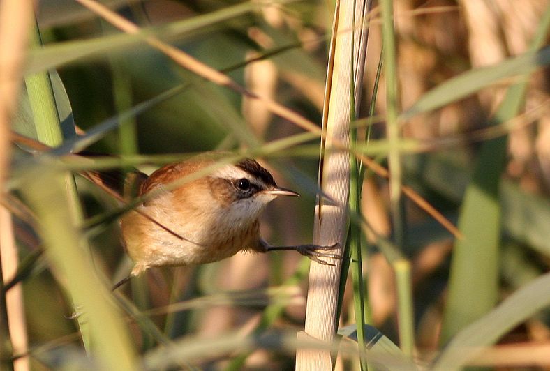 Moustached Warbler