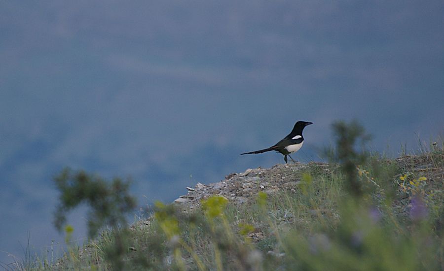 Eurasian Magpie