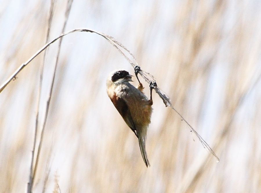 Eurasian Penduline Tit