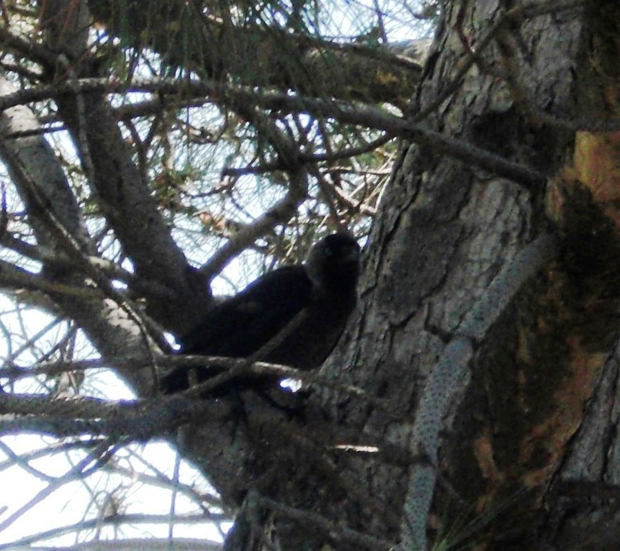 Western Jackdaw