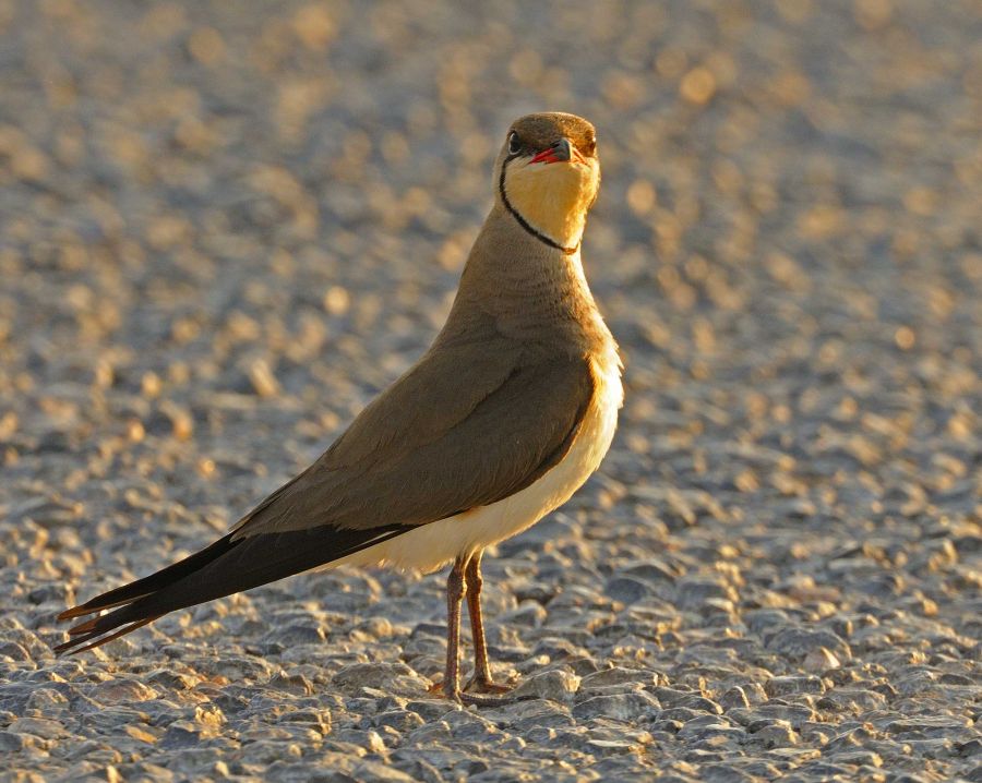 Collared Pratincole