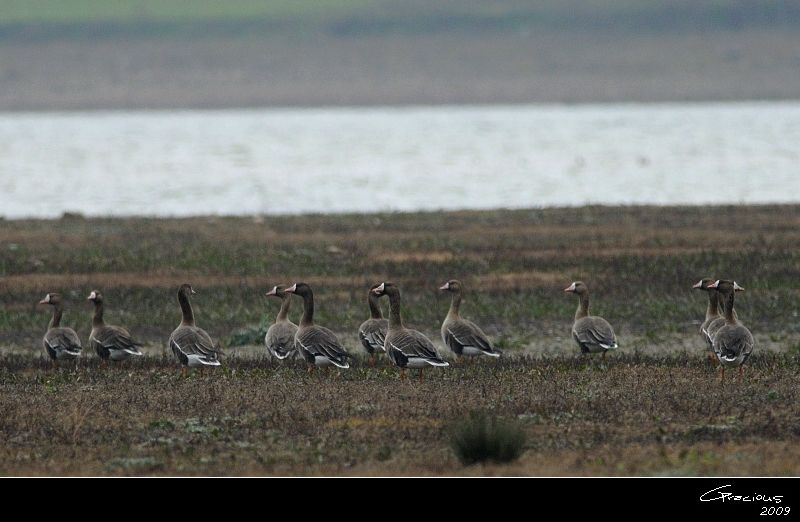 Greater White-fronted Goose