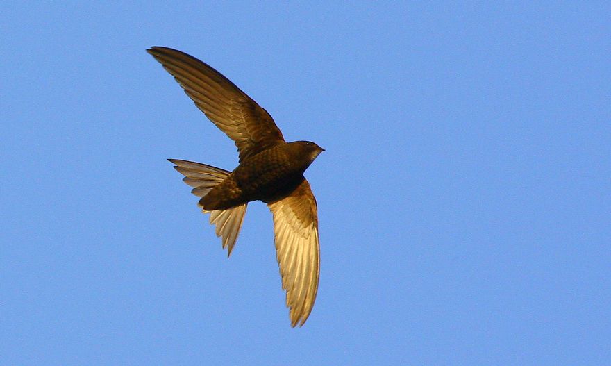 Pallid Swift