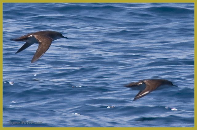 Yelkouan Shearwater