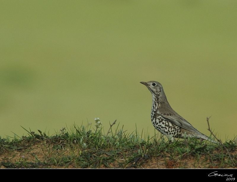 Mistle Thrush