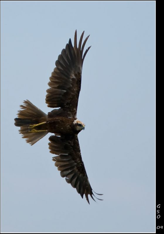 Western Marsh Harrier