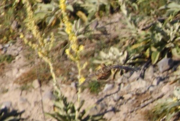 Caucasian Grouse