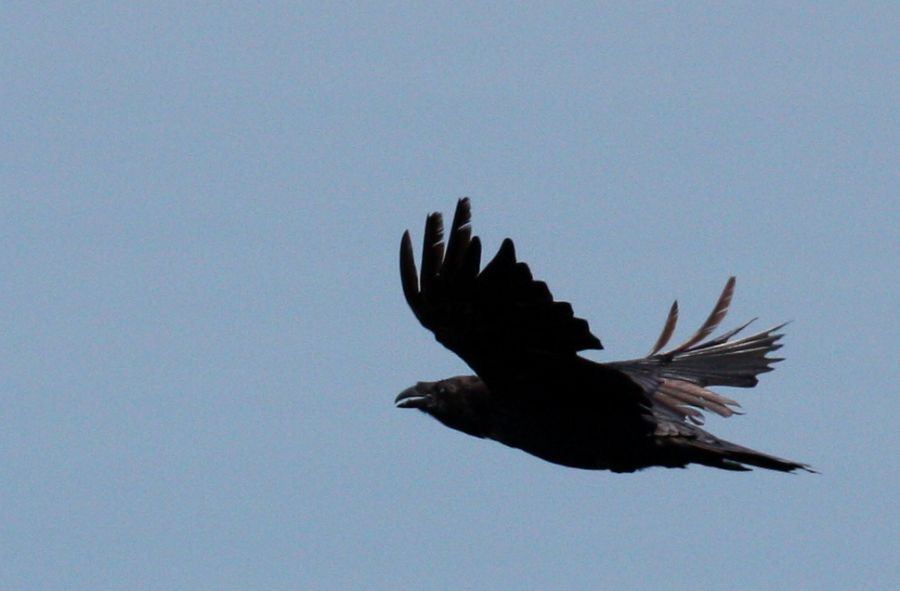 Northern Raven