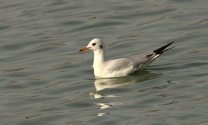Black-headed Gull