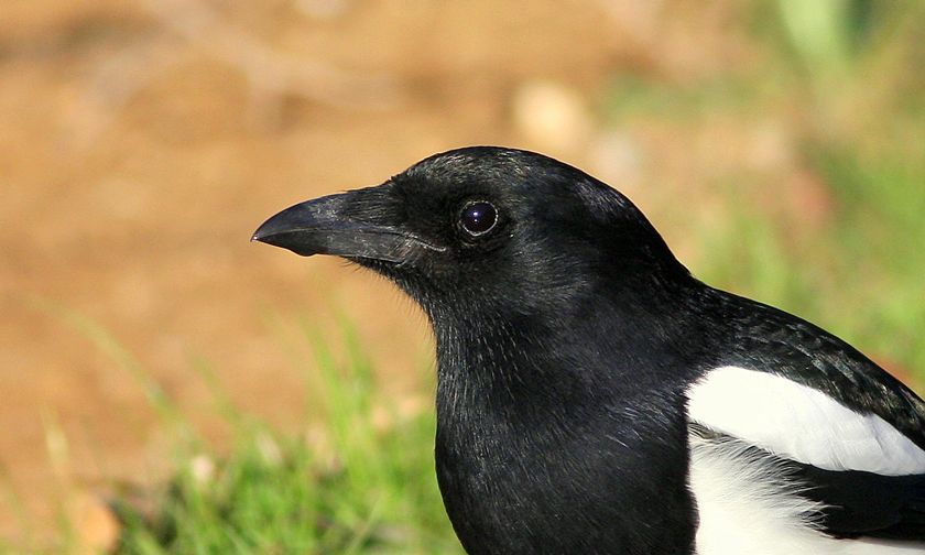 Eurasian Magpie
