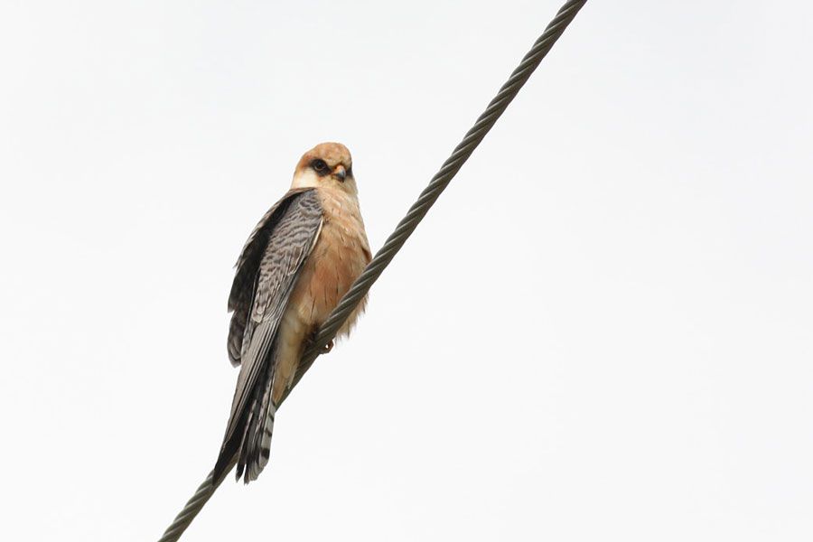 Red-footed Falcon