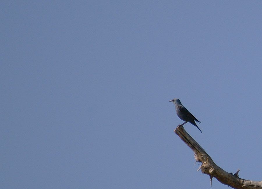 Blue Rock Thrush