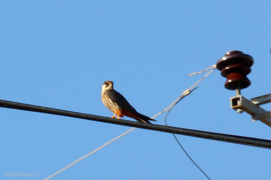 Eurasian Hobby