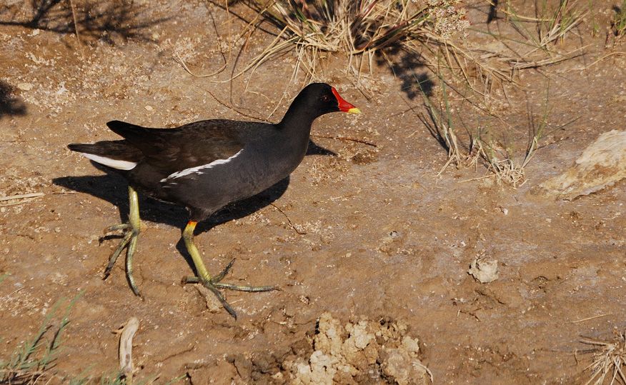 Common Moorhen