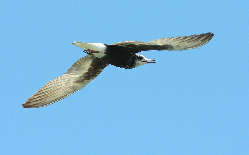 White-winged Tern