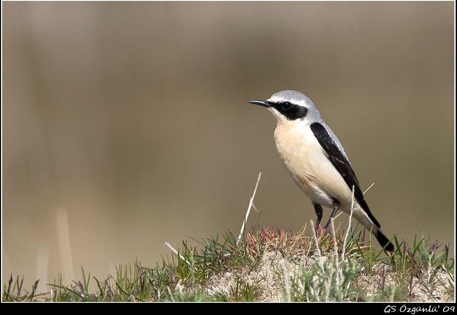Northern Wheatear