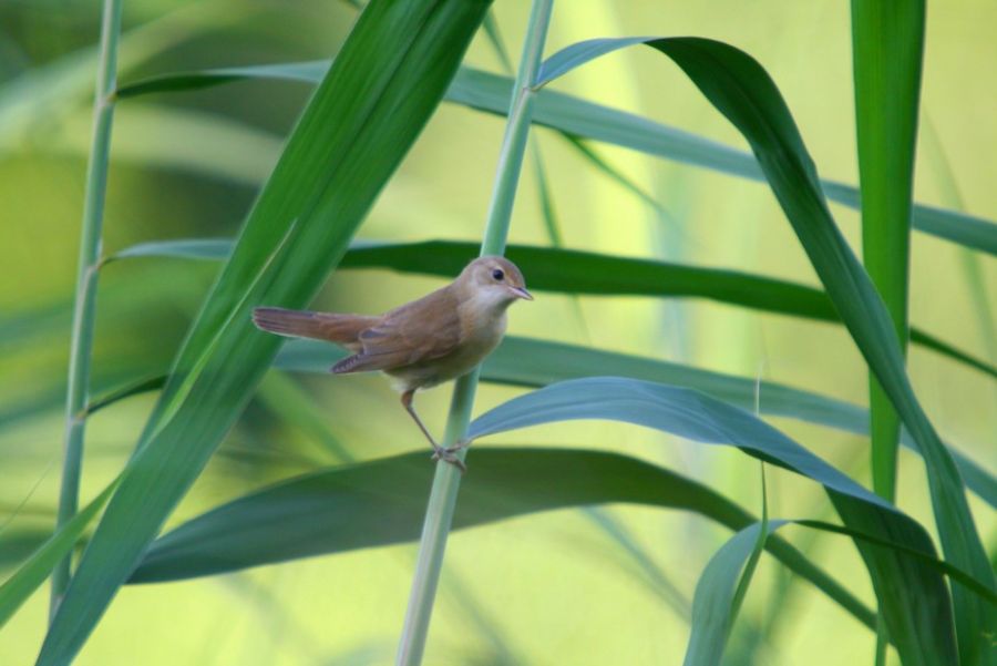 Common Reed Warbler
