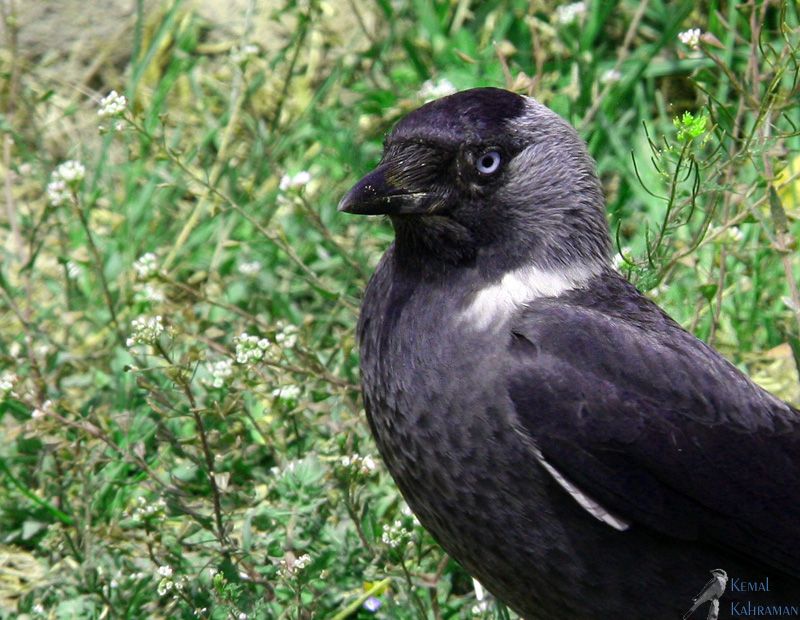 Western Jackdaw