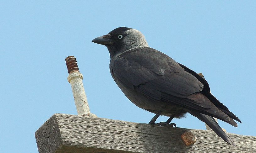 Western Jackdaw