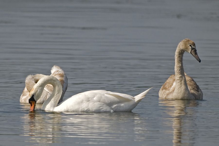 Mute Swan