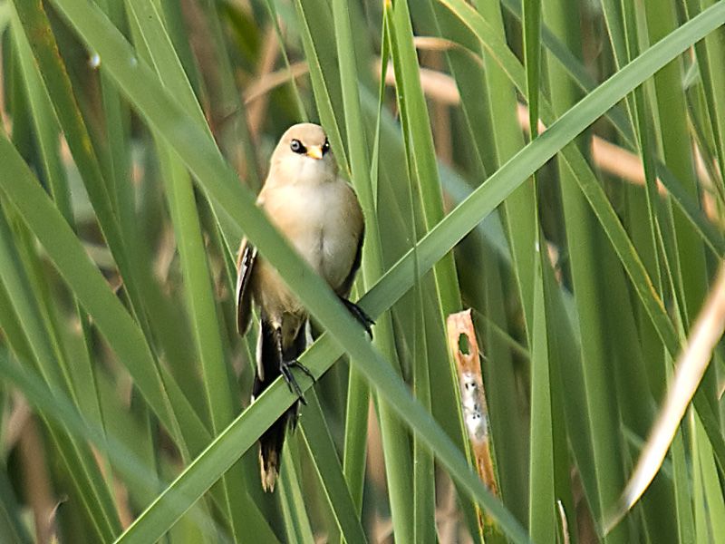 Bearded Reedling