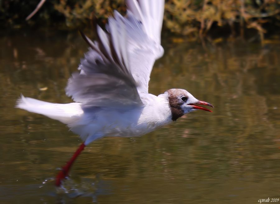 Black-headed Gull