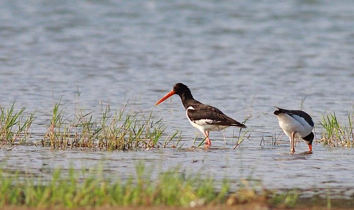 Eurasian Oystercatcher