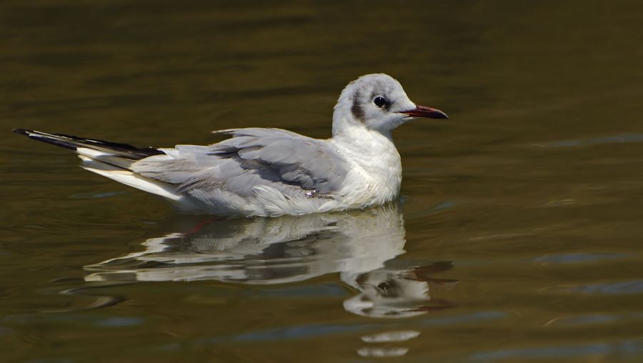 Black-headed Gull
