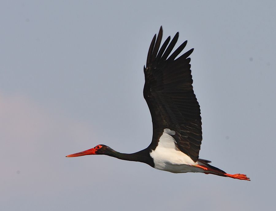 Black Stork