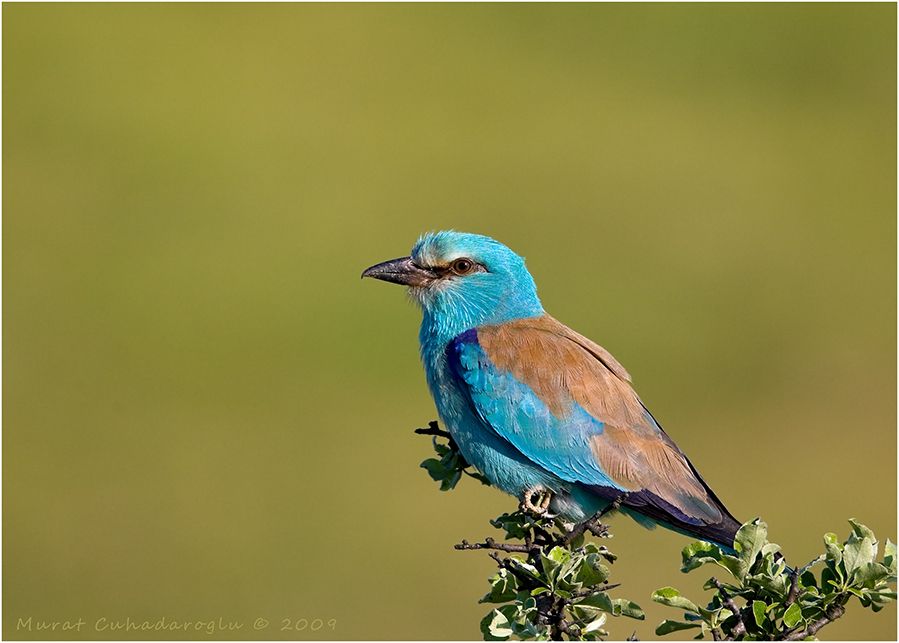 European Roller